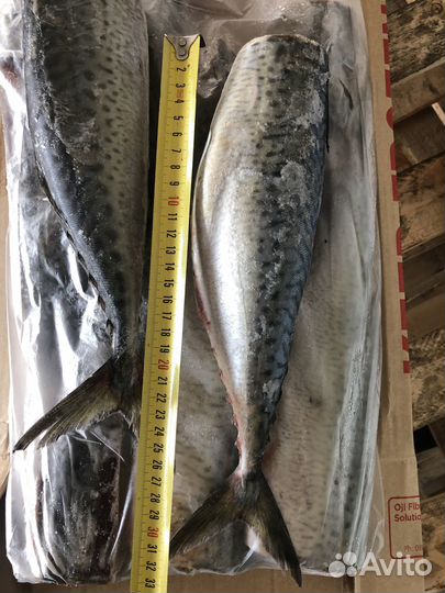 Тухлую не продаем Свежайшая рыба для бизнеса