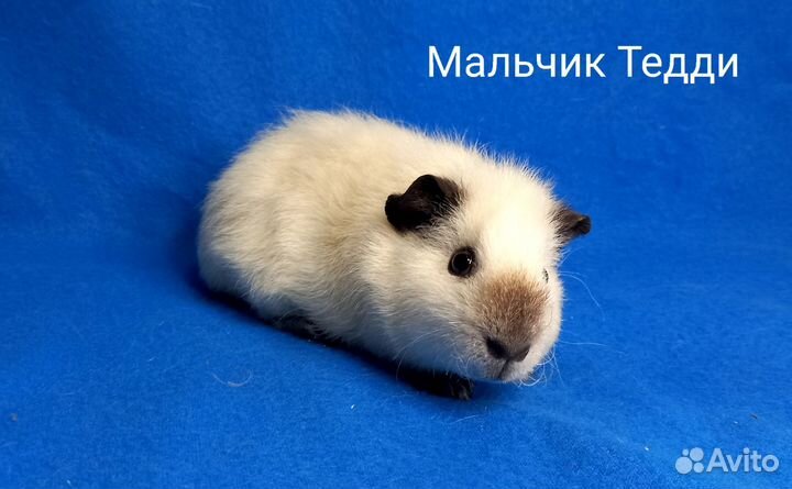 Морские свинки Тедди