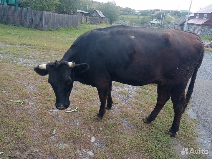 Телки стельные