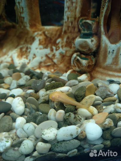 Сомики анцитрусы