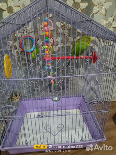 Волнистый попугай с клеткой