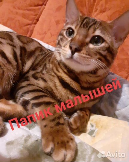 Бенгальские малыши