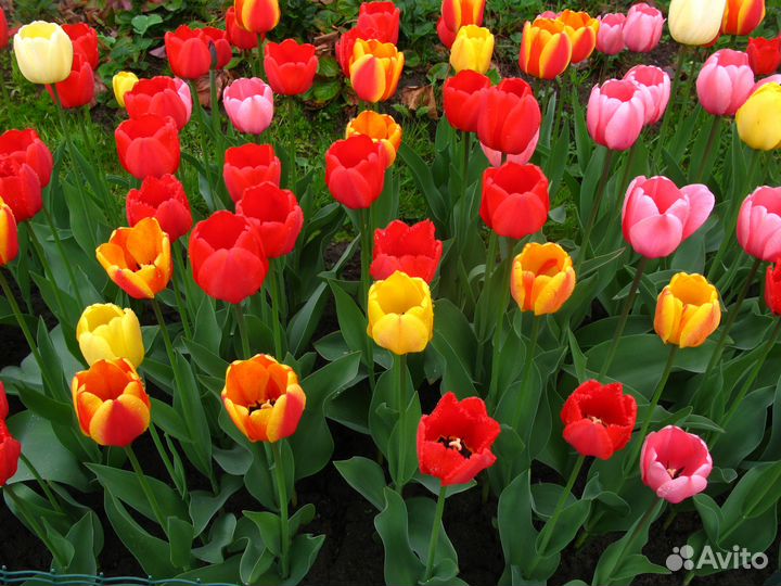 Мелкие луковицы тюльпанов mix