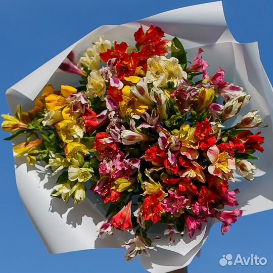 Цветы альстромерии опт