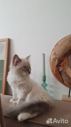 Невская маскарадная