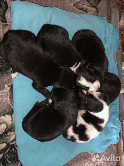 Отдам щенка в добрые руки