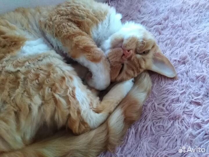 Девон-рекс кошка