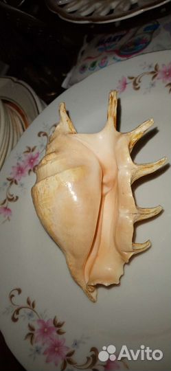 Ракушка для интерьера
