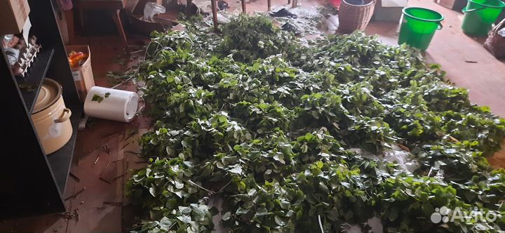 Веники для бани 2024 березовые