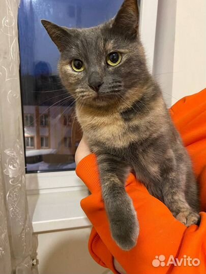 Коты в добрые руки