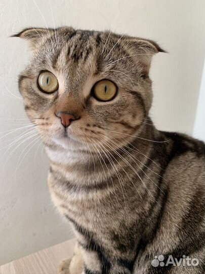 Британская кошка в дар
