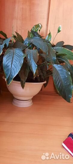 Спатифиллум