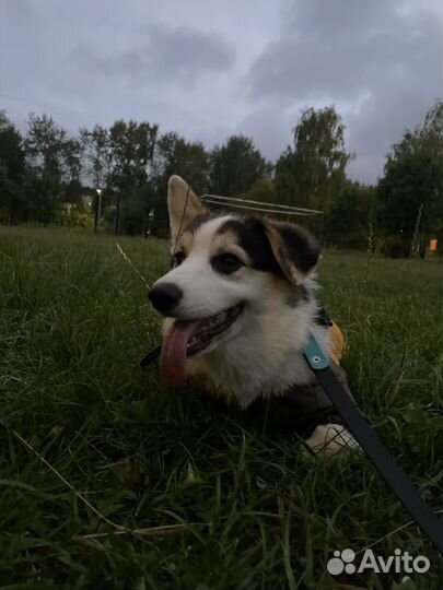 Комбенизон для собаки rungo мальчик (корги)