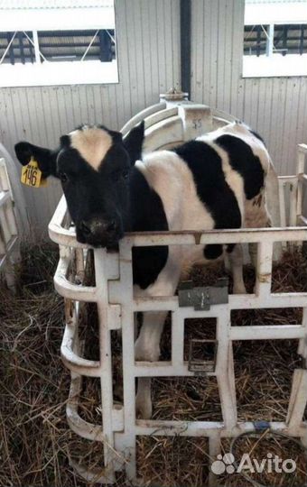 Продаем телята