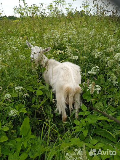 Дойные козы