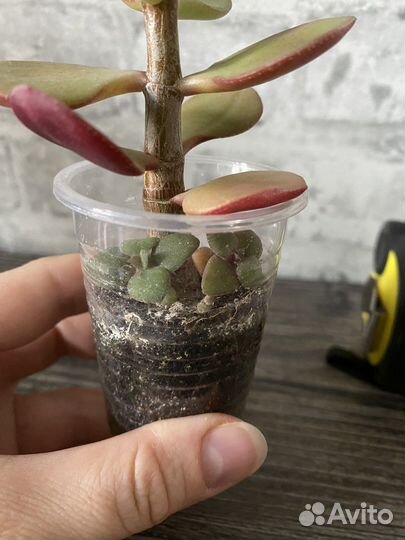 Толстянка Денежное дерево