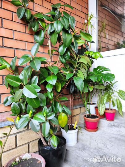 Фикус каучуконосный (эластика)