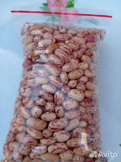 Фасоль семенная кустовая