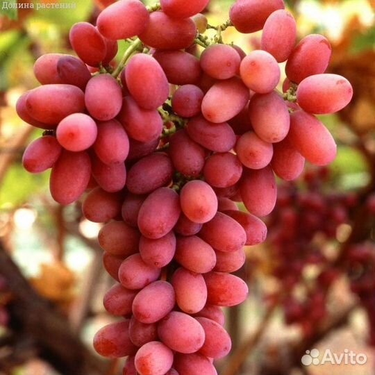 Саженцы винограда, 2 летки, самые популярные сорта