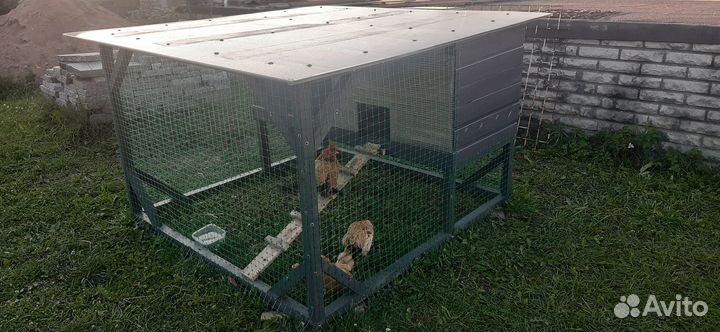 Семья кур, малозийская серама