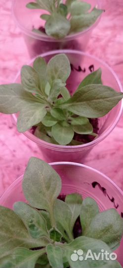 Петуния Рим Маджента, вегетативная, черенки