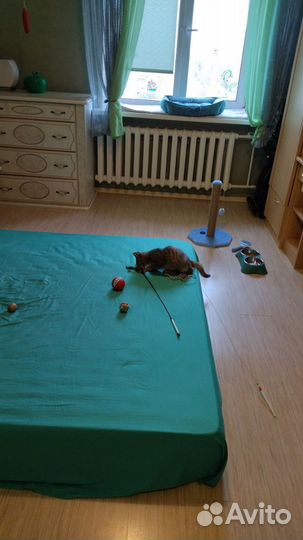 Передержка одного кота, кошки,выезд к собачкам