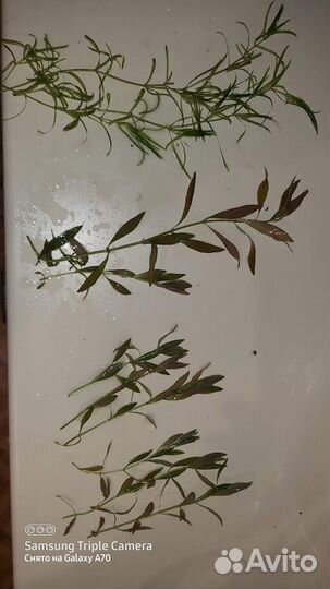 Водоросли для аквриума прополка