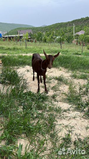 Дойная покрытая коза камерунская