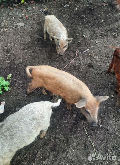 Поросята мангалица