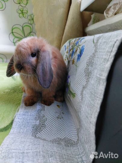 Декоративные кролики