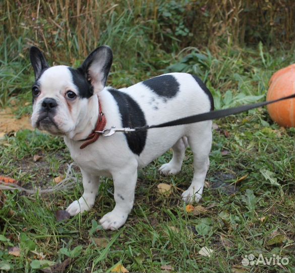 Французские булочки