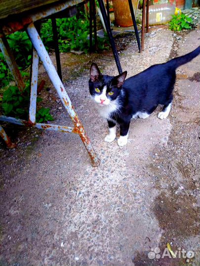 Котенок с завода нуждается в доме