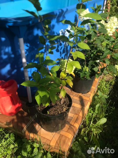 Гортензия метельчатая в горшках 3л