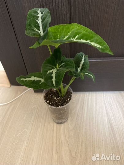 Сингониумы