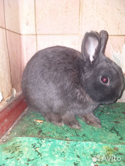Декоративные кролики