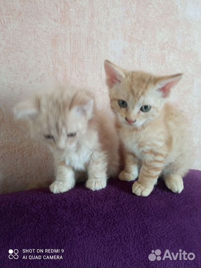 Котята