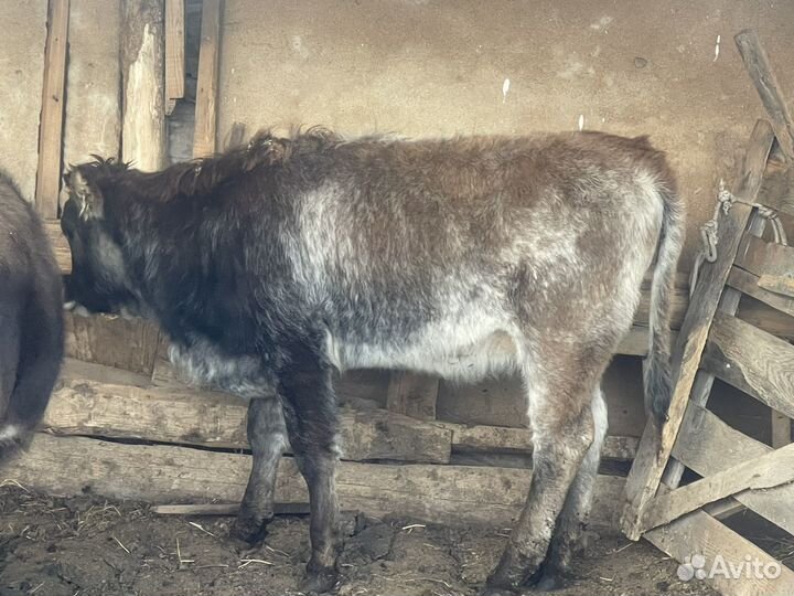 Телочка 6 месяцев