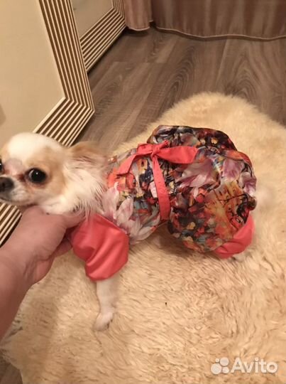 Комбинезон демисезонный для чихуа девочки