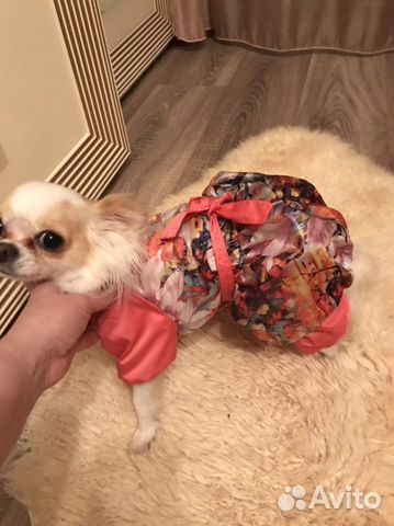 Комбинезон демисезонный для чихуа девочки