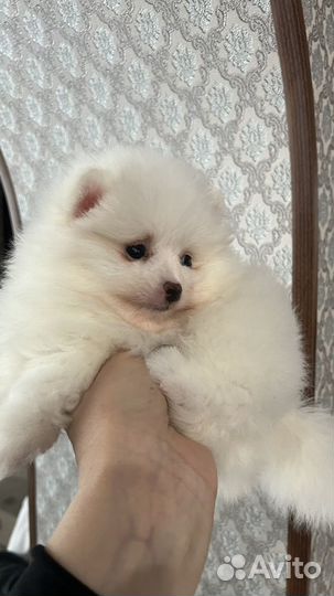 Щенки шпица