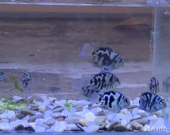 Аквариумные рыбки, улитки, креветки, лягушки