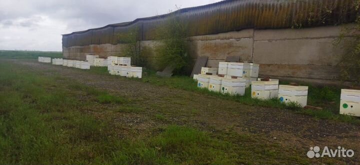 Продается пасека