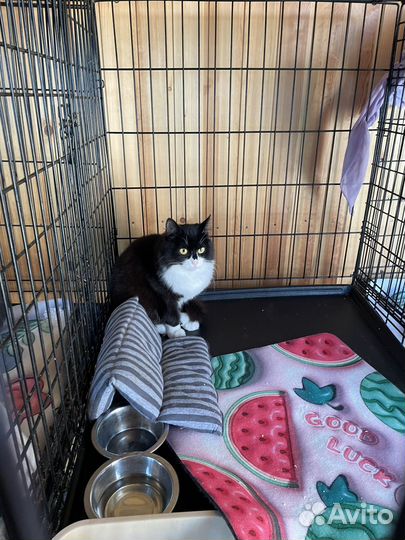 Молодой котик