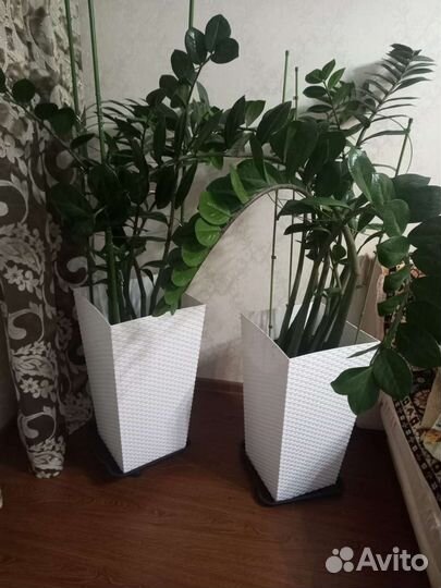 Замиокулькас