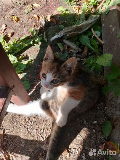 Котята в добрые руки бесплатно