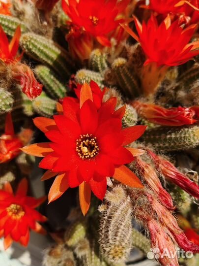 Кактусы и суккуленты