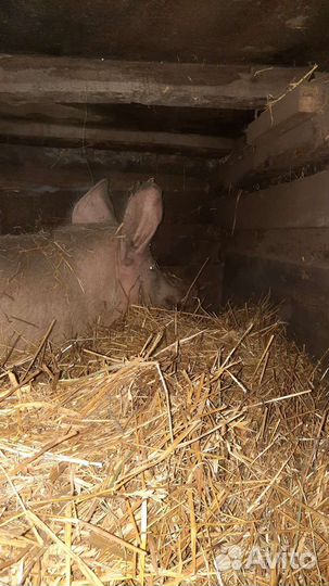 Хряк взрослый