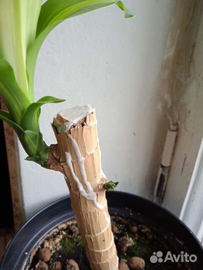 Драцена Массанжеана, с 2 мя побегами