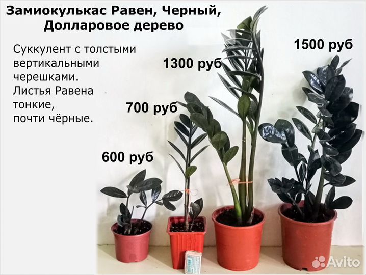 Замиокулькас Сасевиерия Филоденрон Арека и др. Цен