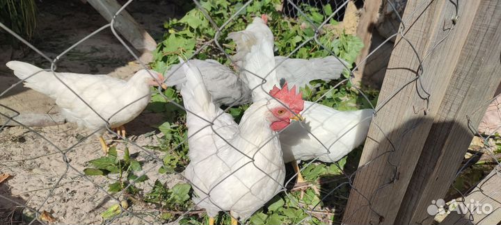 Петушки леггорн